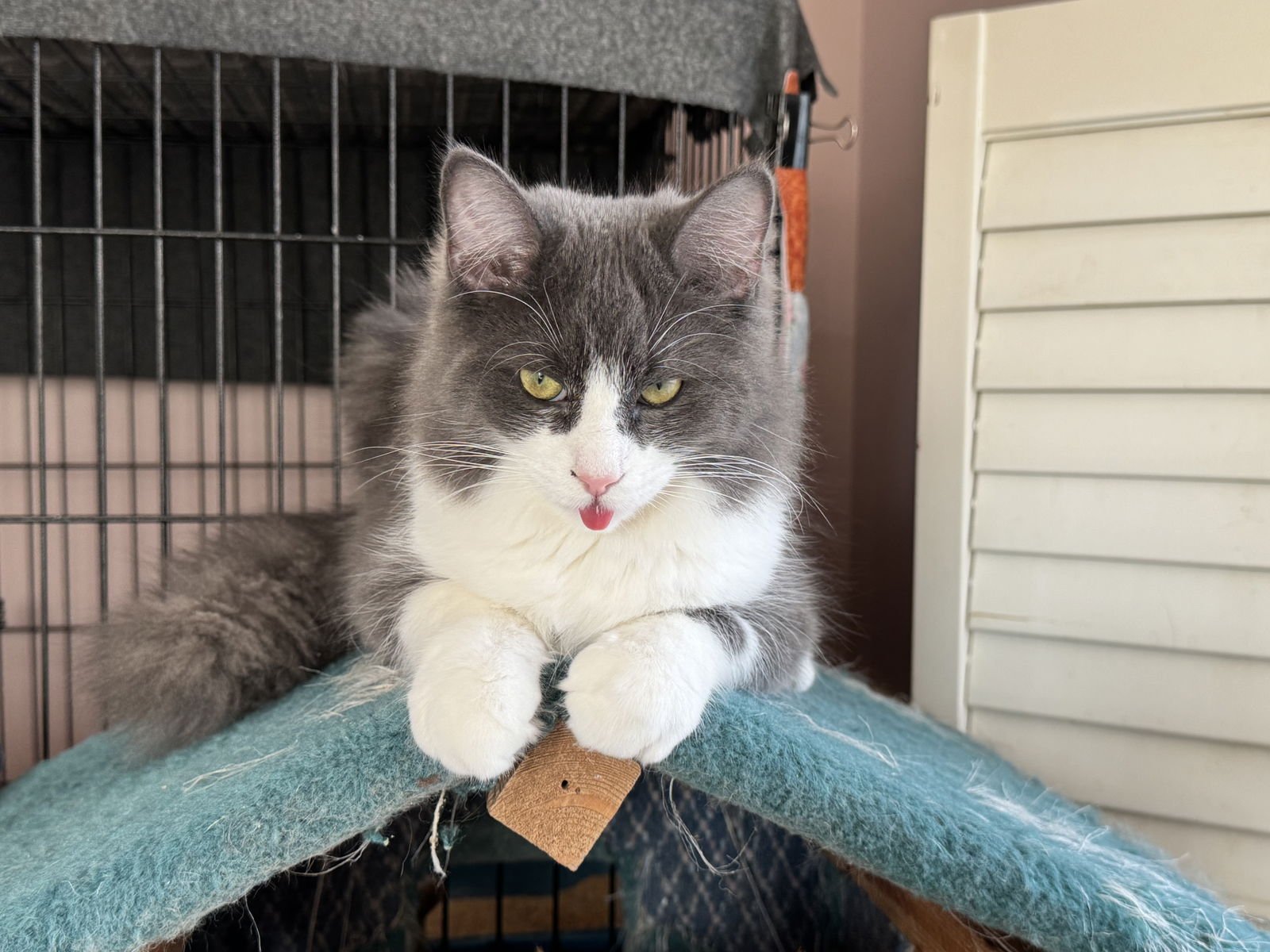 DUSTY - Domestic Long Hair available for adoption