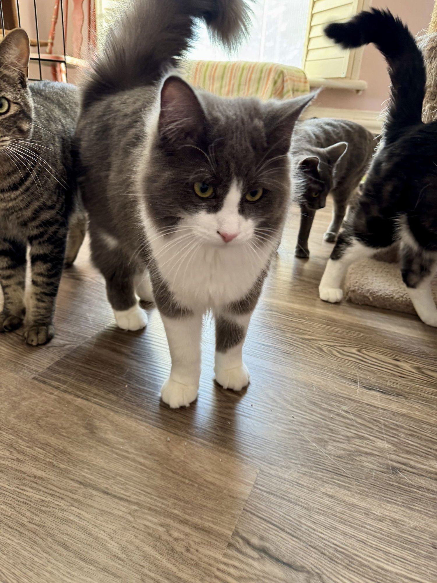 DUSTY - Domestic Long Hair available for adoption