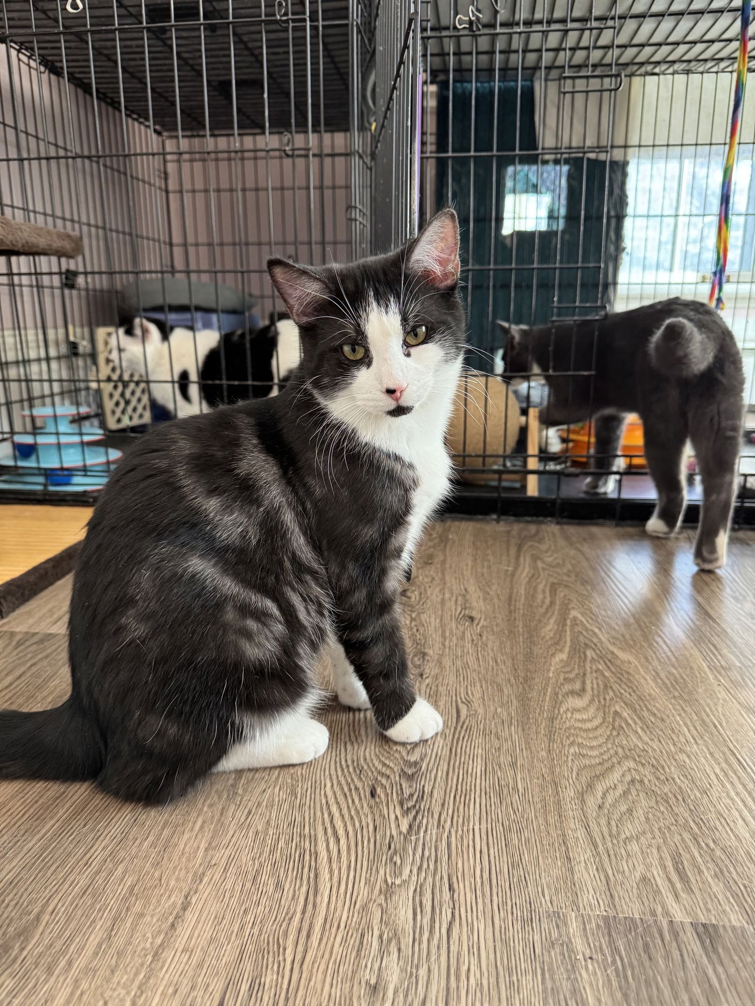 CRUISER - Domestic Short Hair available for adoption