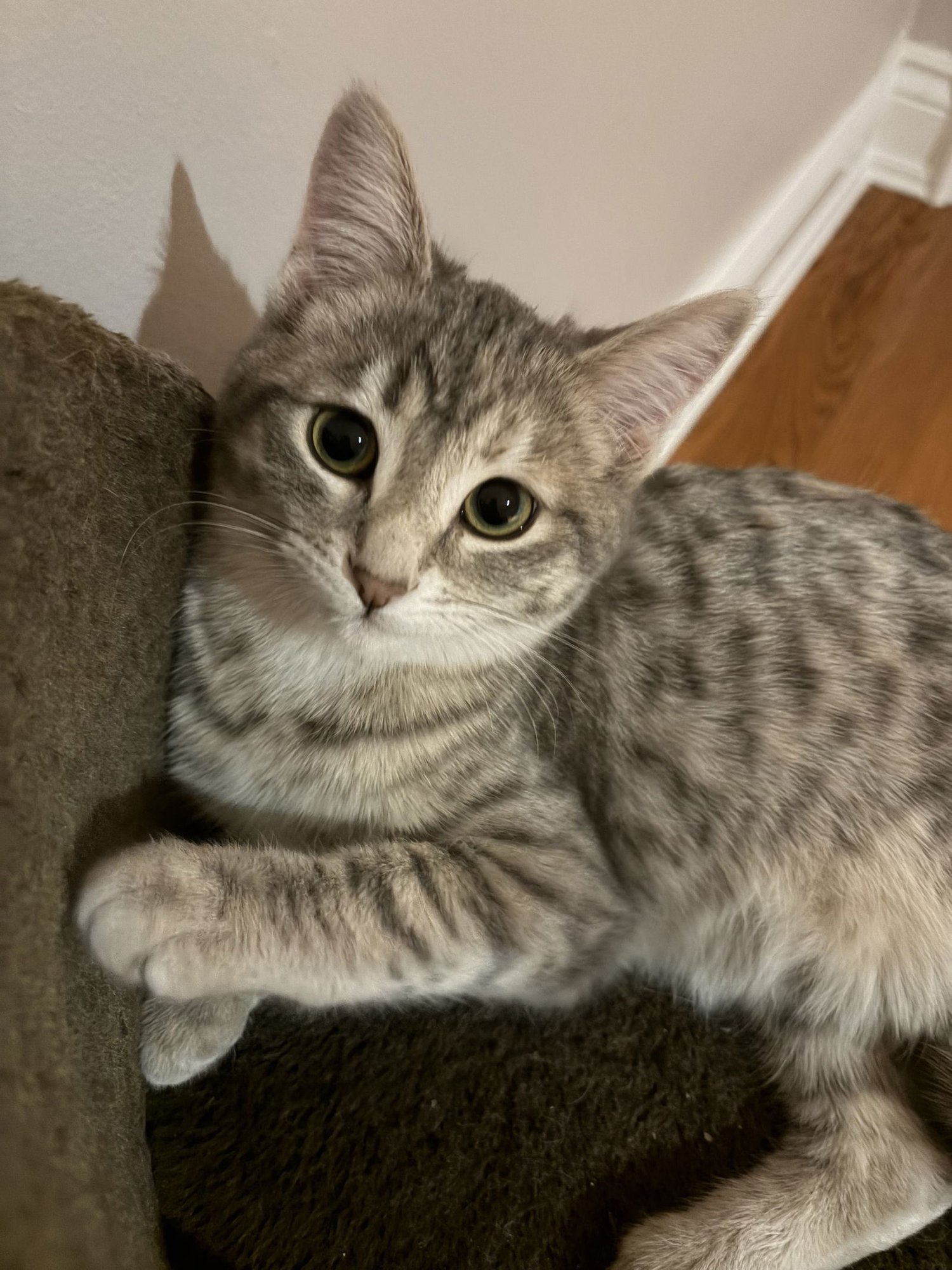 COMING SOON - MAYAH - Domestic Short Hair available for adoption