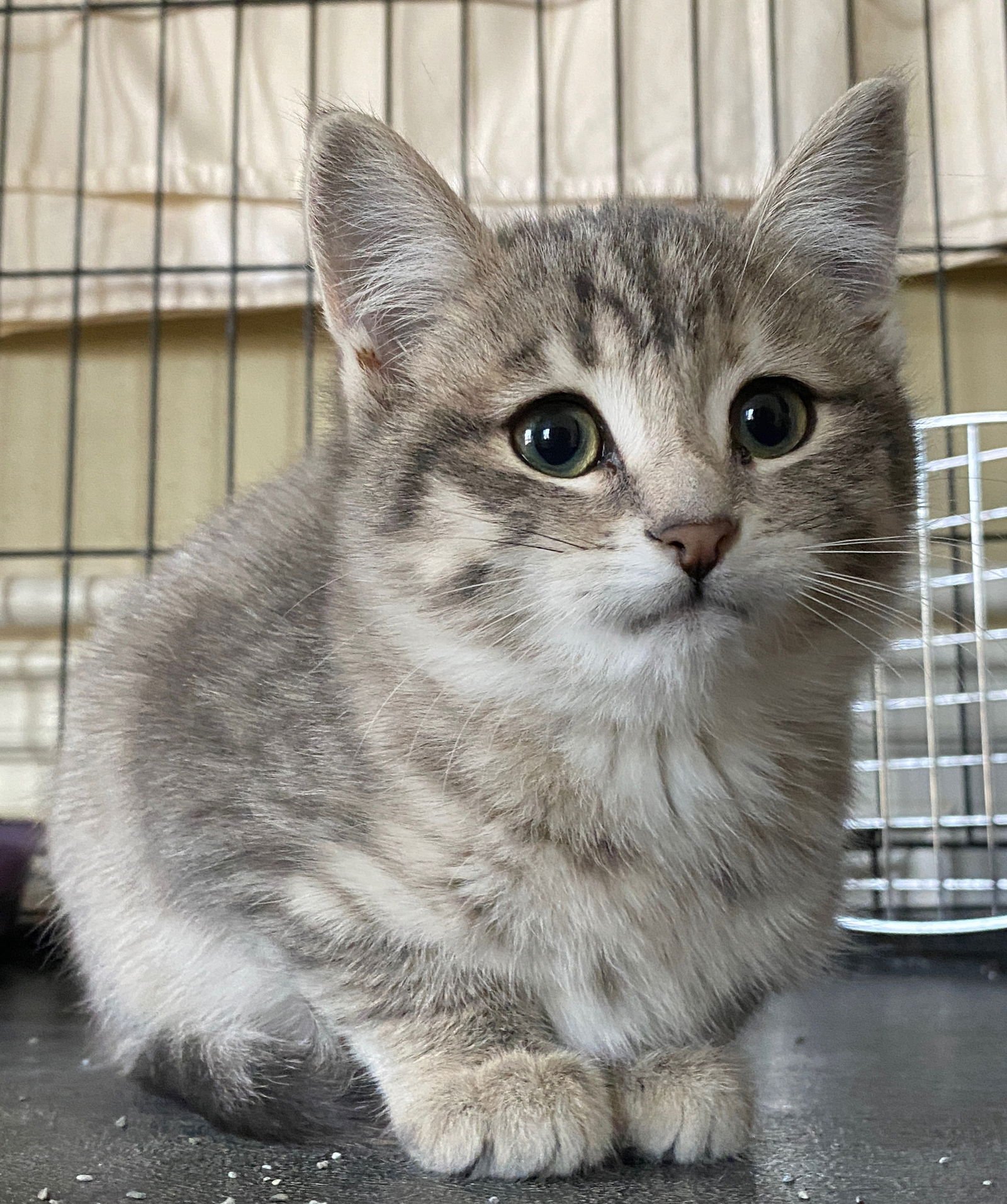 COMING SOON - MAYAH - Domestic Short Hair available for adoption