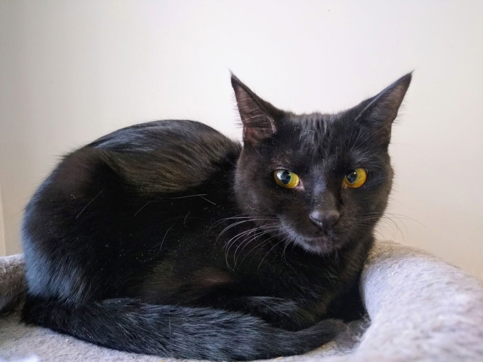EMBER - Domestic Short Hair available for adoption