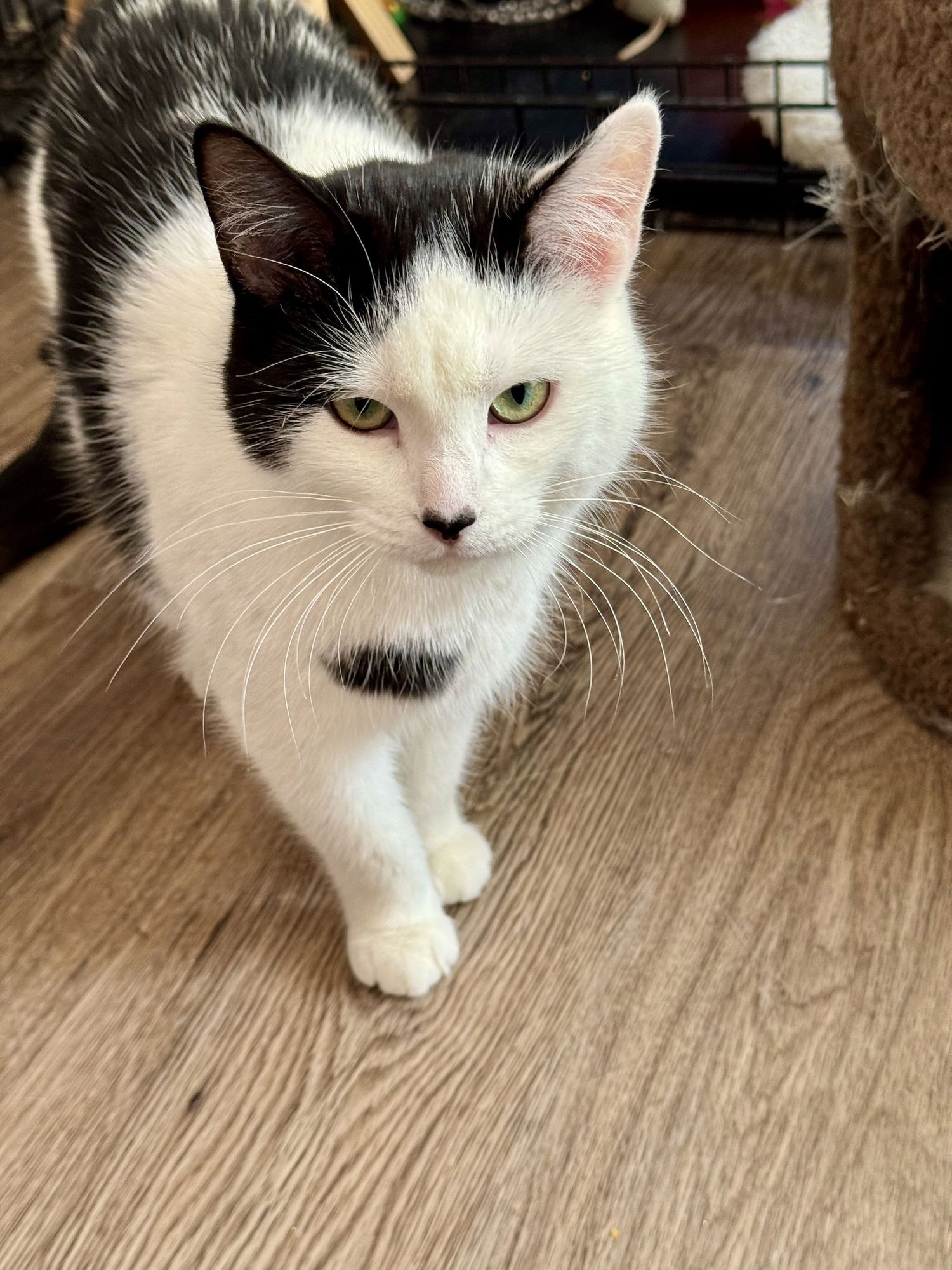 DIXIE - Domestic Short Hair available for adoption