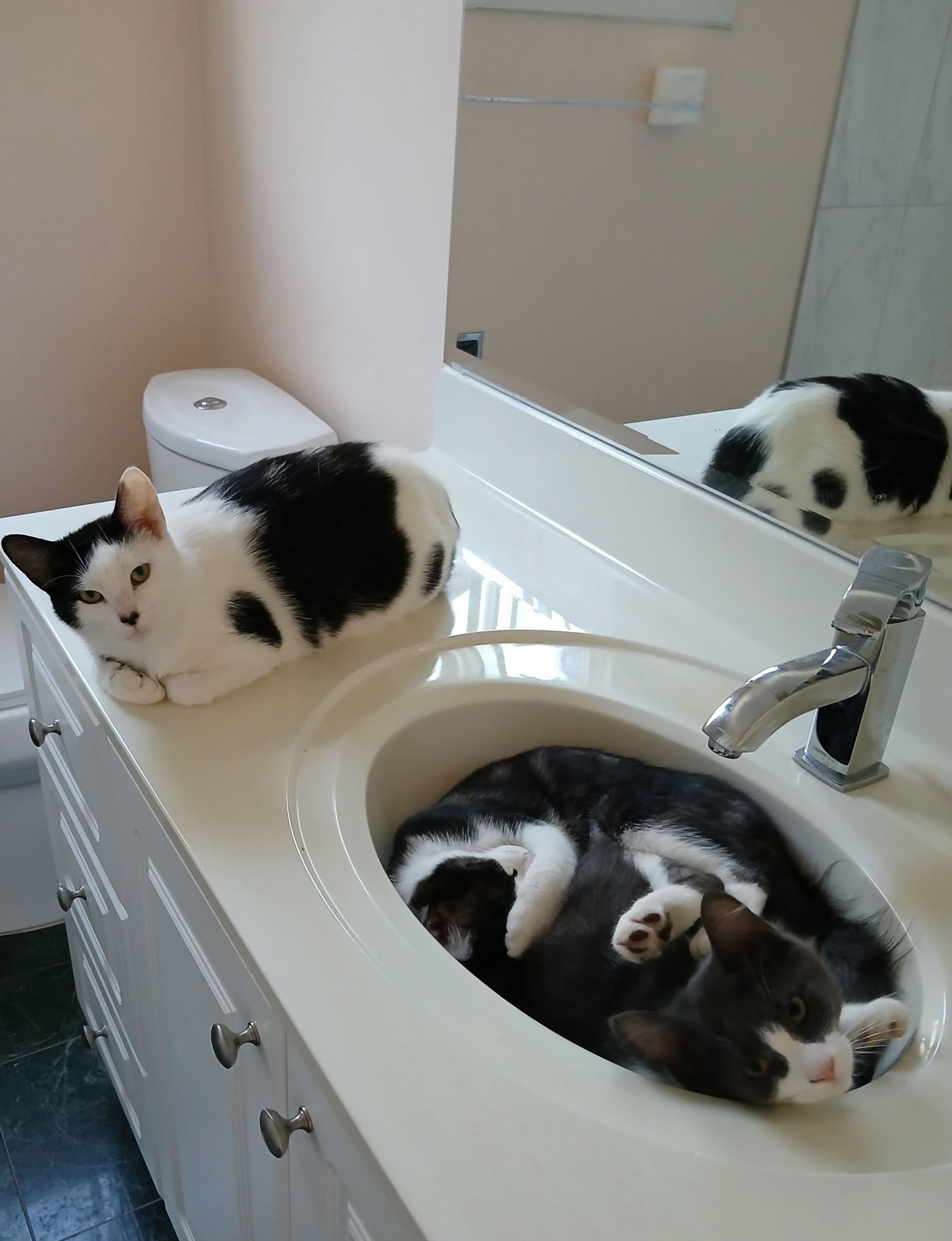 DIXIE - Domestic Short Hair available for adoption