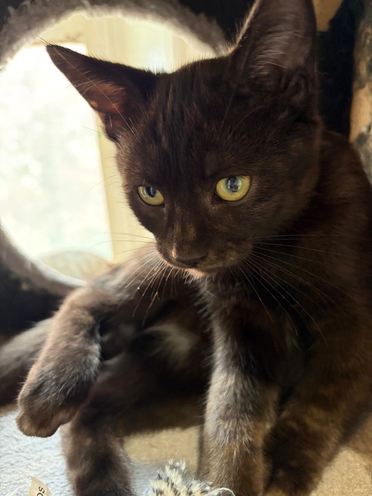 LICORICE - Domestic Short Hair available for adoption