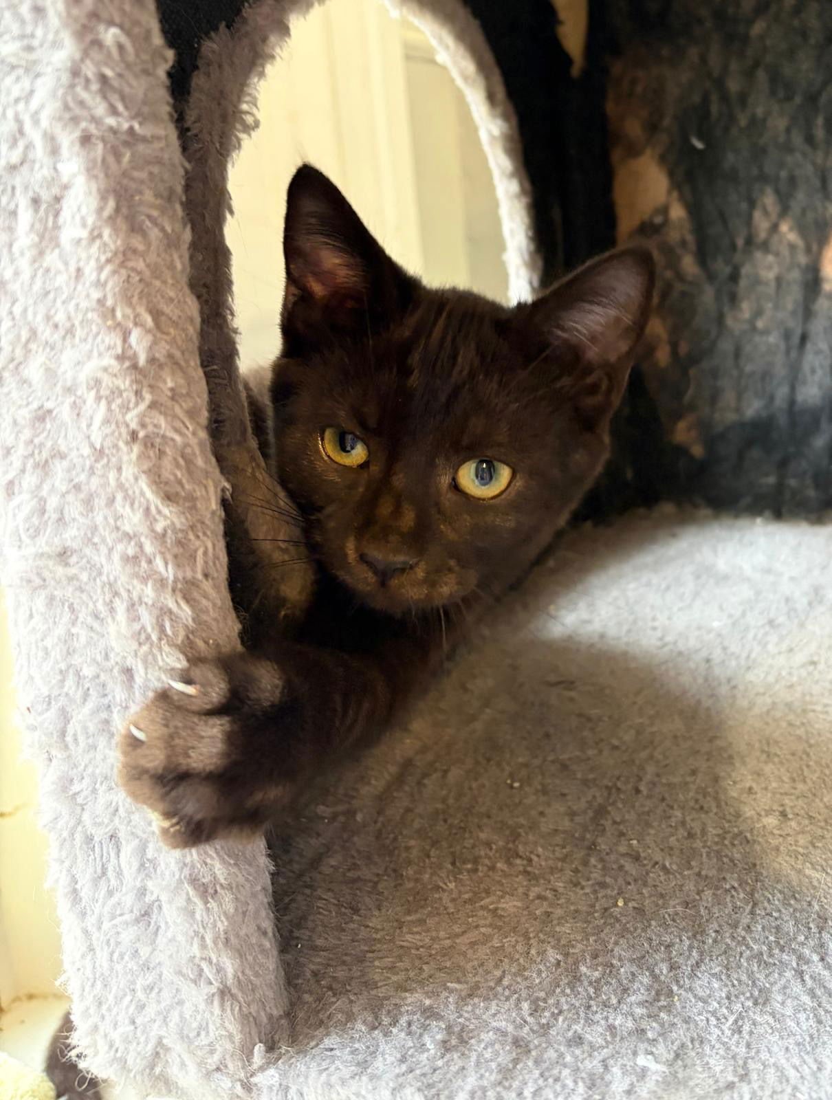 LICORICE - Domestic Short Hair available for adoption