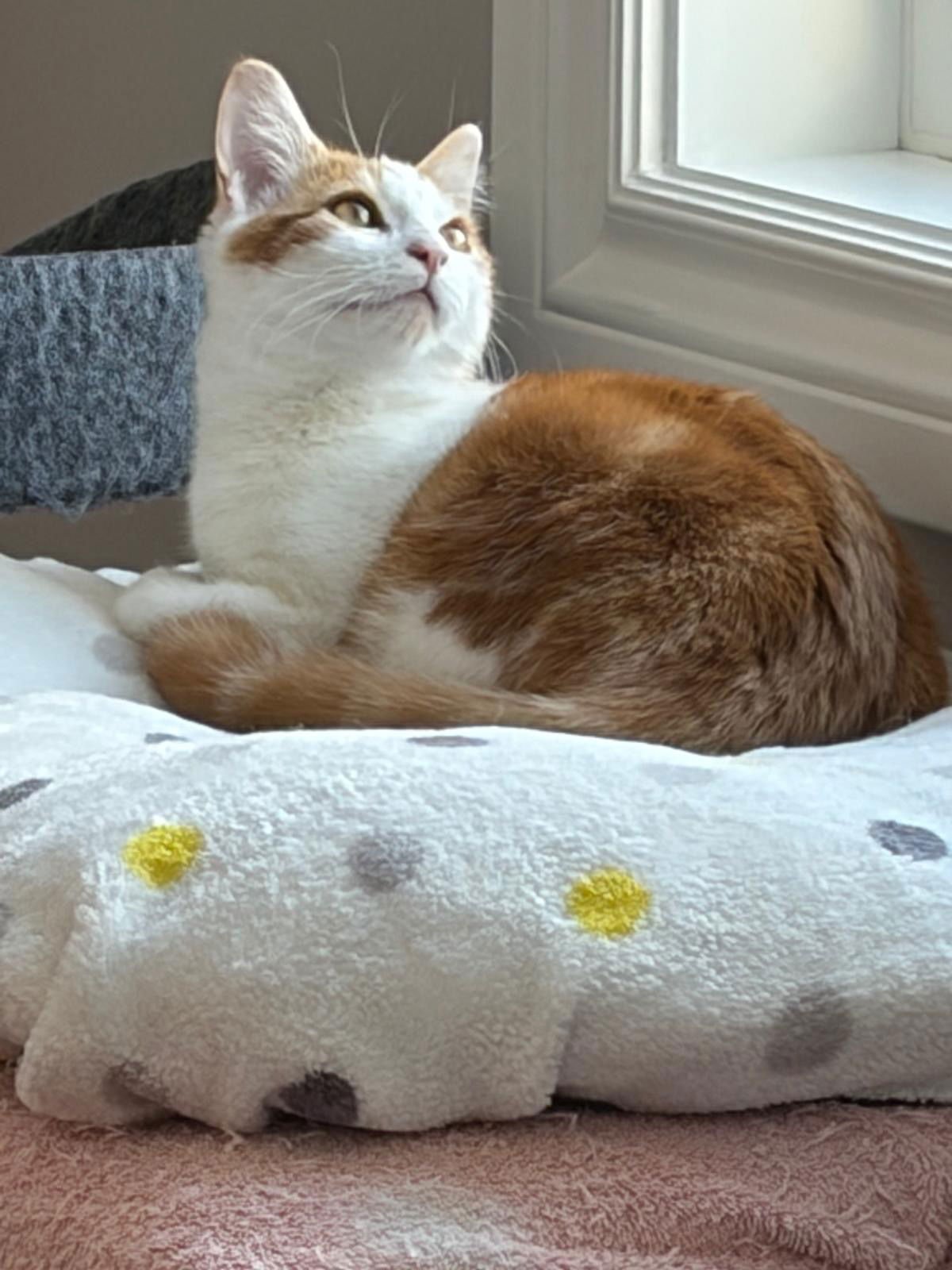 COMING SOON - DELILAH - Domestic Short Hair available for adoption