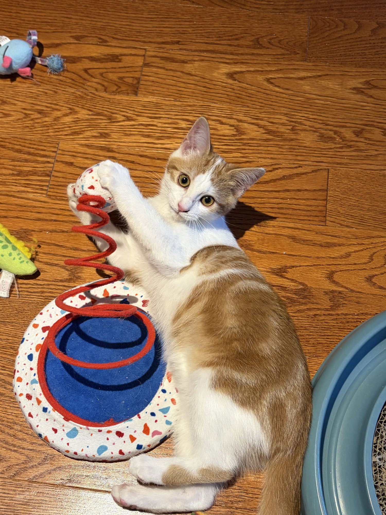 COMING SOON - DELILAH - Domestic Short Hair available for adoption