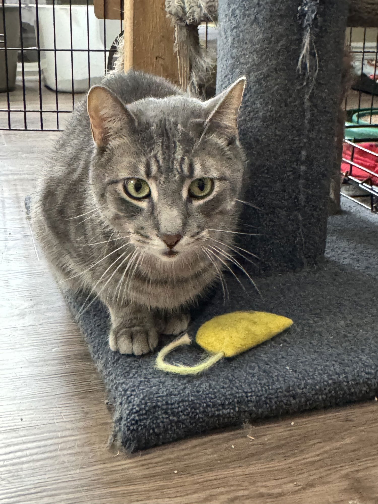 LENNY - Domestic Short Hair available for adoption