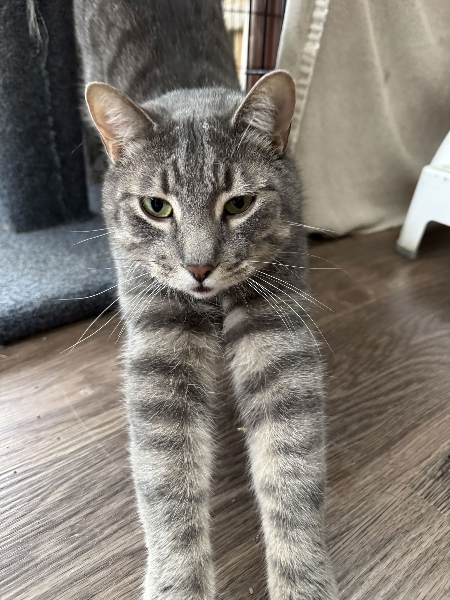 LENNY - Domestic Short Hair available for adoption