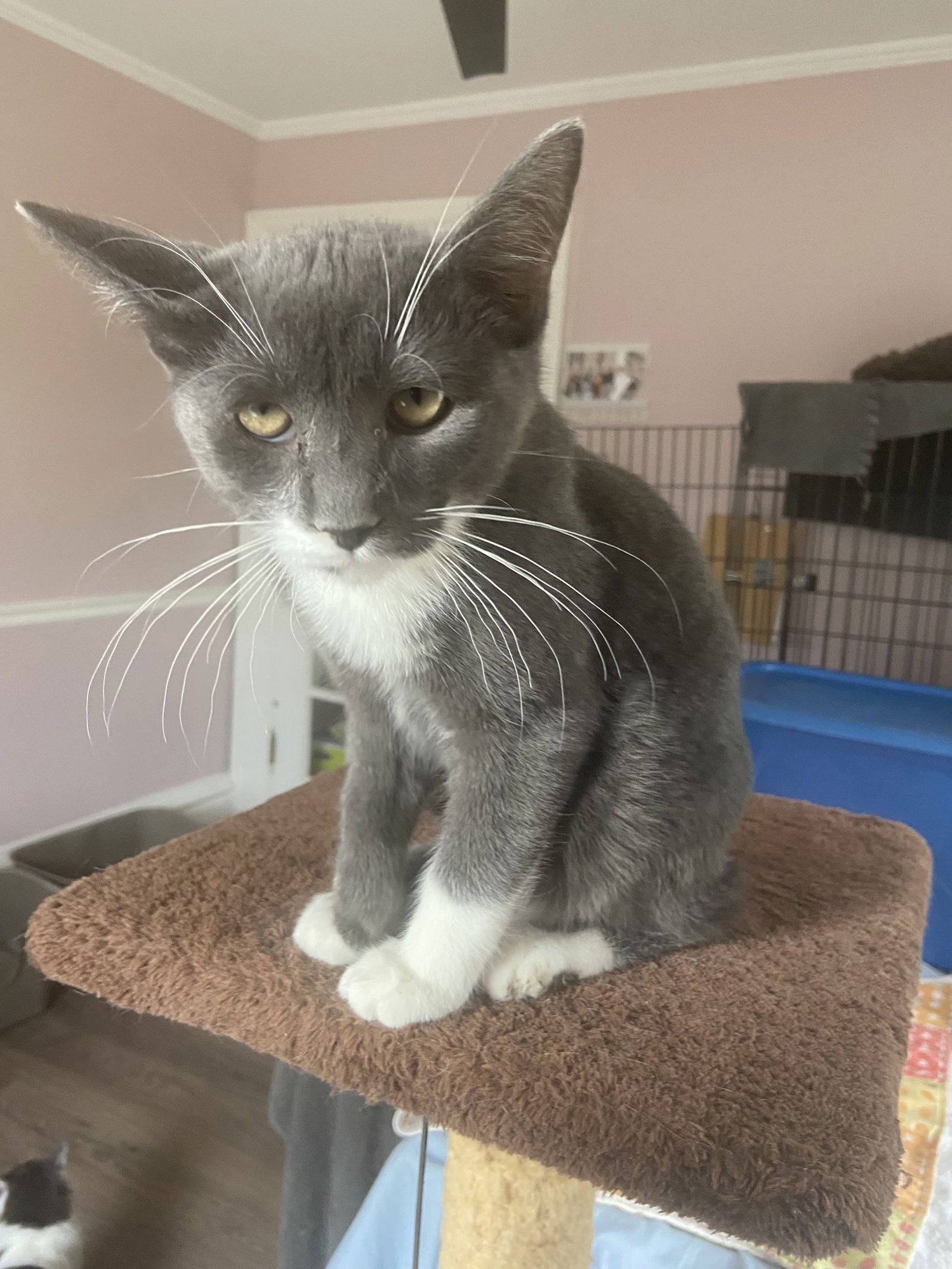 GRAYSON - Domestic Short Hair available for adoption