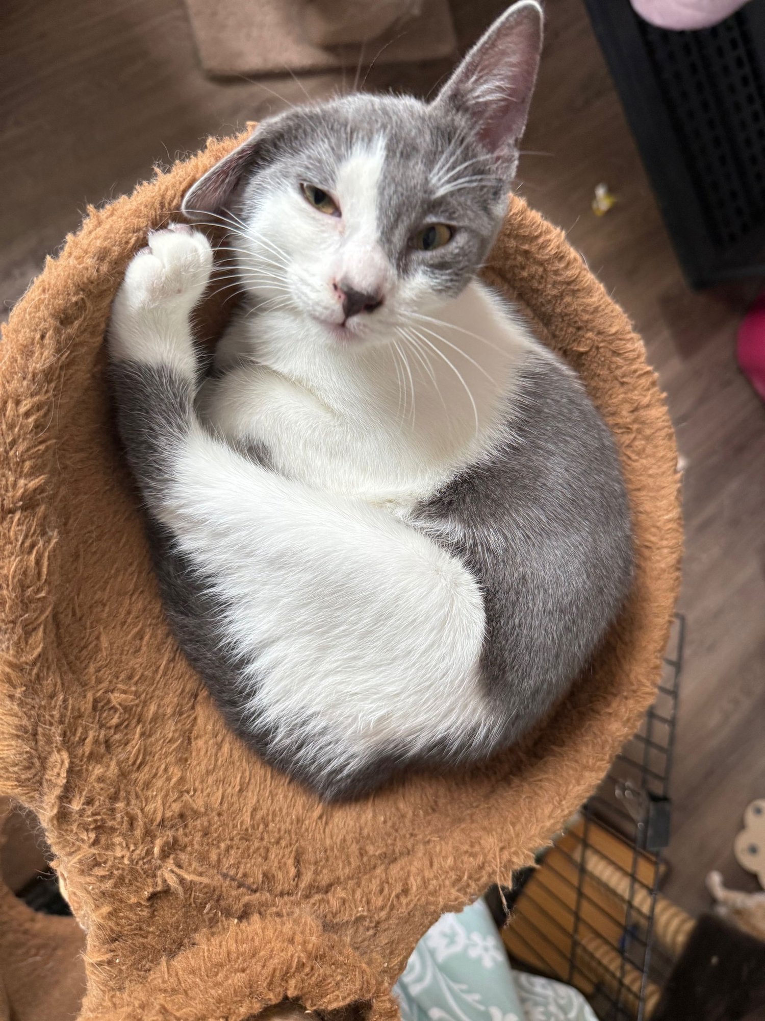 GRAYSON - Domestic Short Hair available for adoption