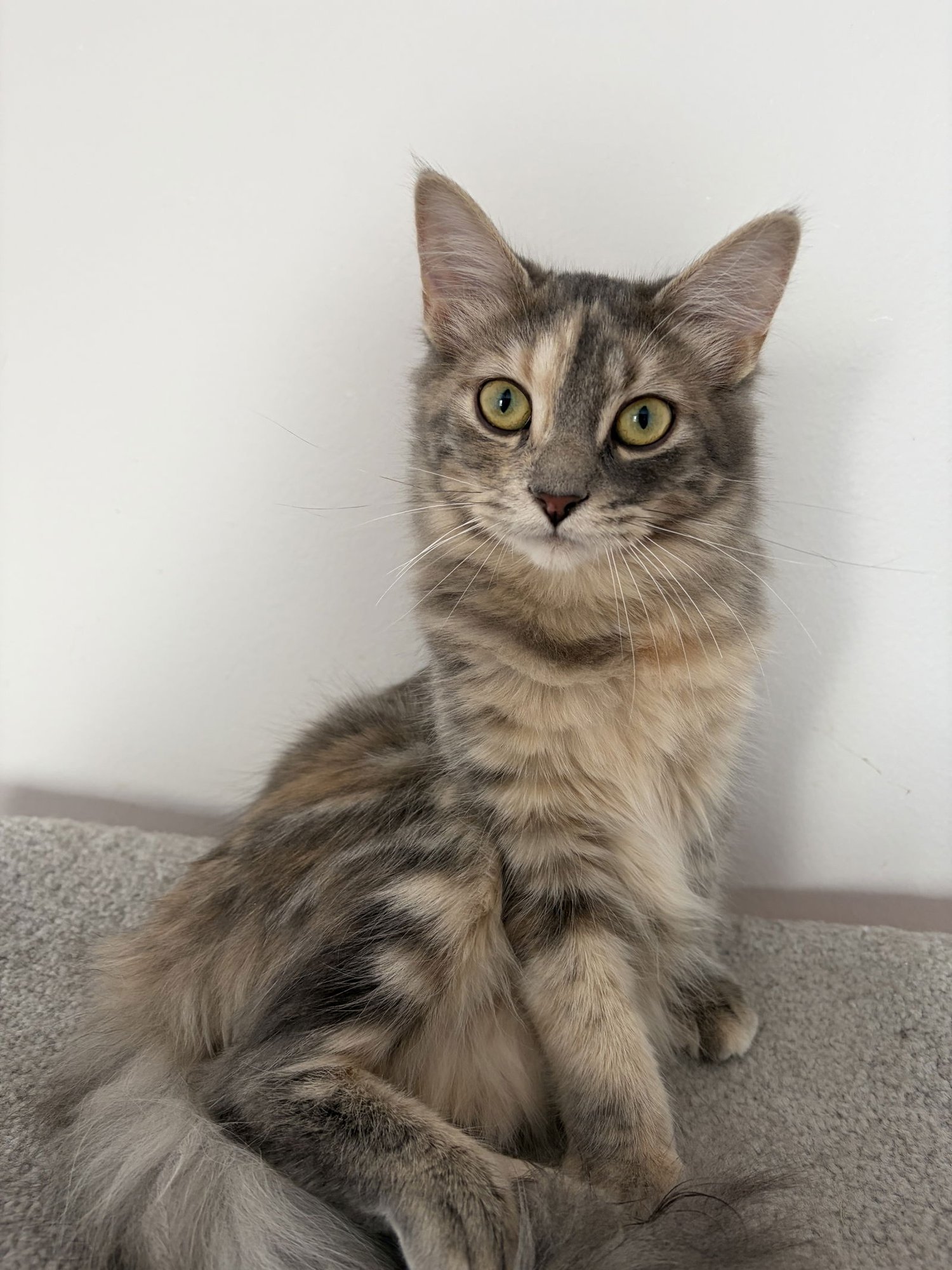 COMING SOON - SMOOCHIE - Domestic Medium Hair available for adoption