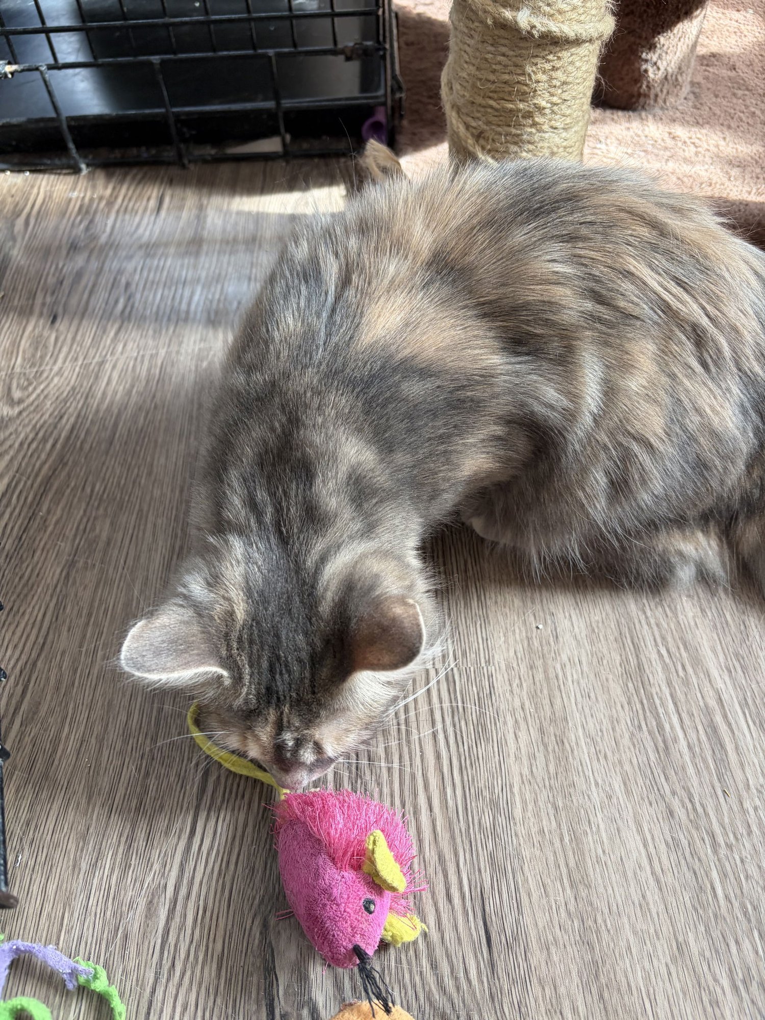 COMING SOON - SMOOCHIE - Domestic Medium Hair available for adoption