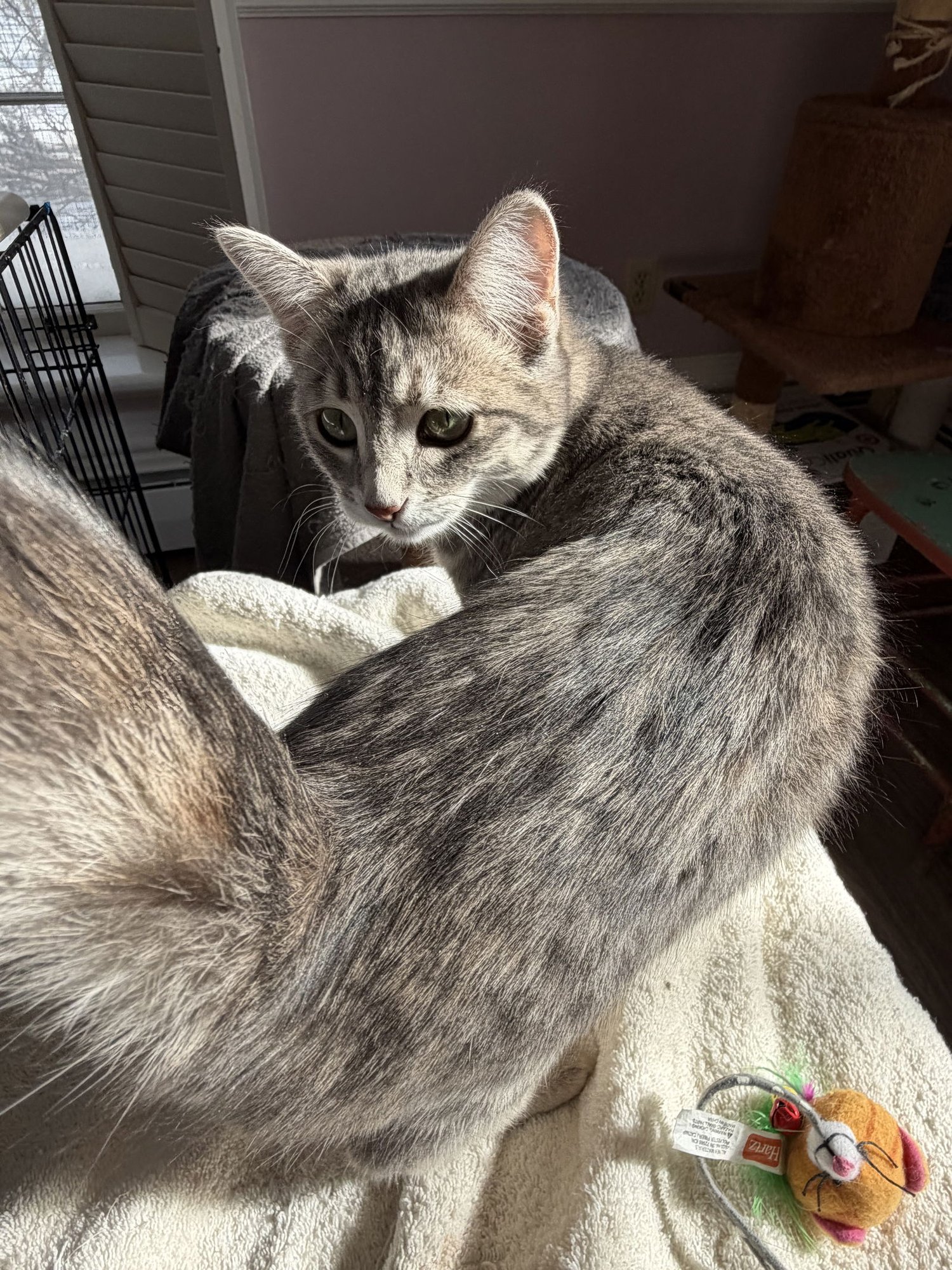 COMING SOON - Smoochie - Photo 3