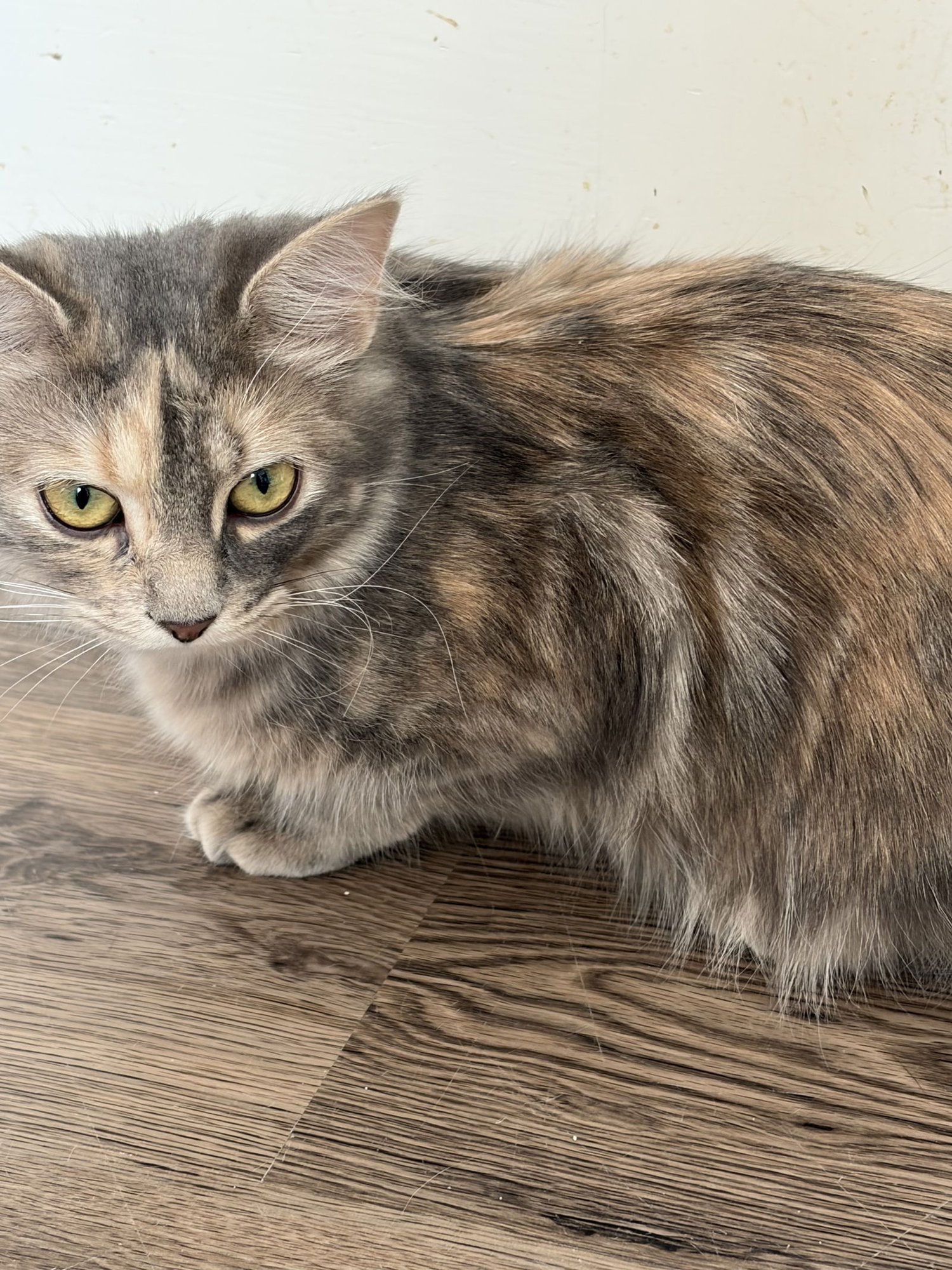 COMING SOON - Smoochie - Photo 4