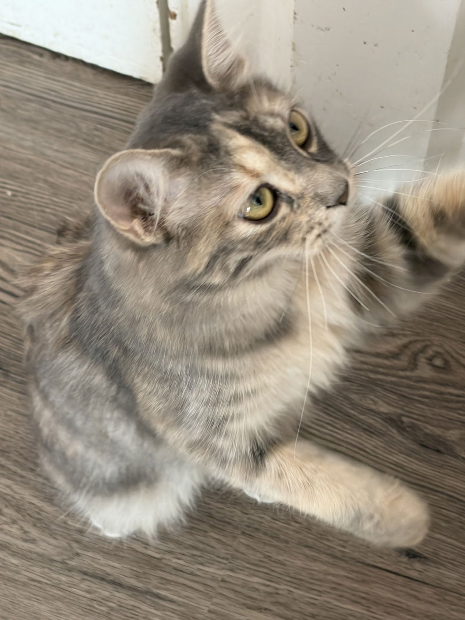 COMING SOON - LOLA - Domestic Long Hair available for adoption