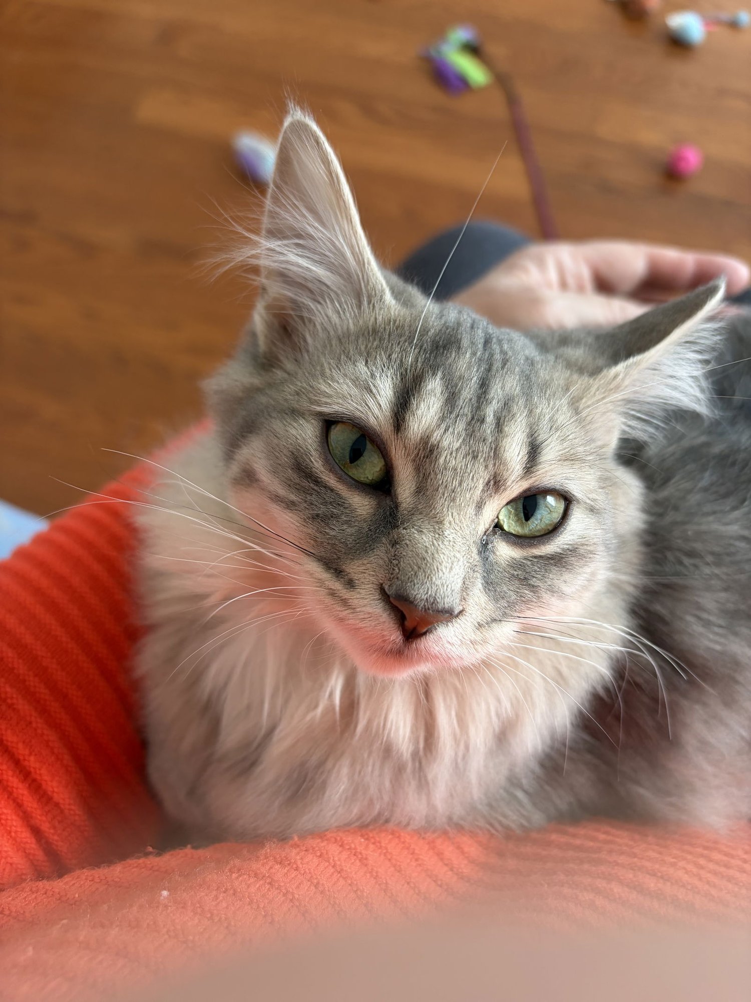 COMING SOON - LOLA - Domestic Long Hair available for adoption