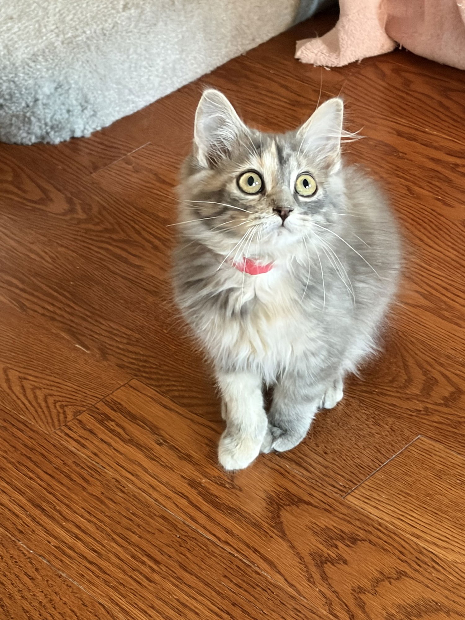 COMING SOON - Lola - Photo 3