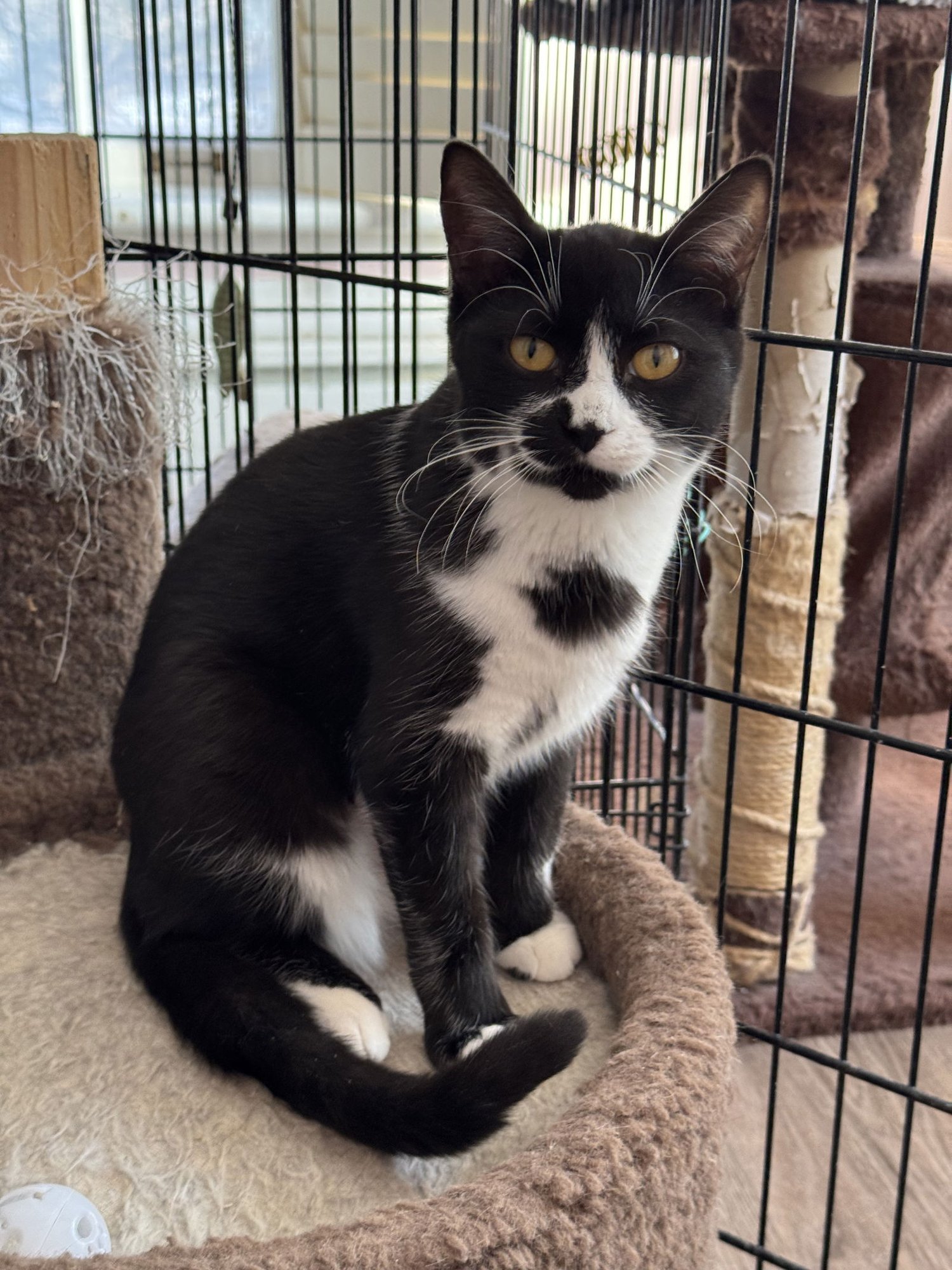 PRECIOUS - Domestic Short Hair available for adoption