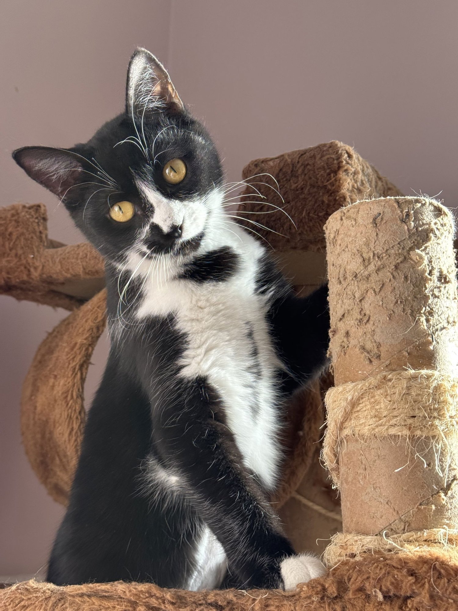 PRECIOUS - Domestic Short Hair available for adoption