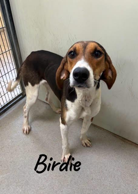 BIRDIE - Coonhound for adoption in Joliet