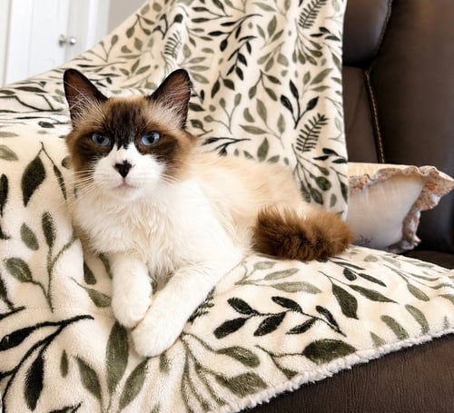FRANCISCO - Domestic Long Hair available for adoption