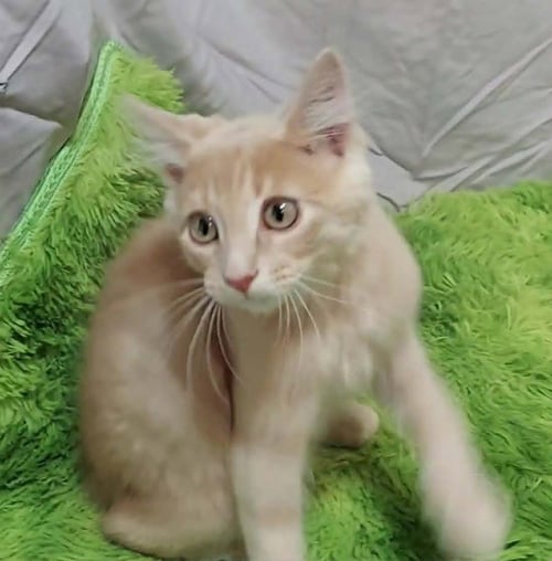 WHIZZBEE - Domestic Short Hair available for adoption