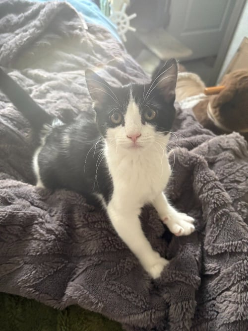 TSUBASA - Domestic Short Hair for adoption in Salt Lake City