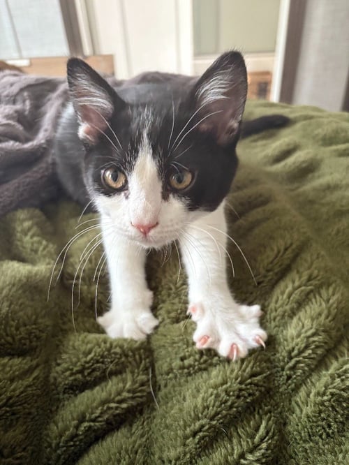 TSUBASA - Domestic Short Hair available for adoption