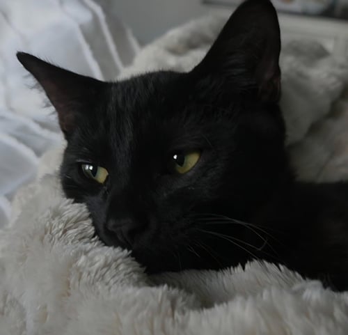 JR - Domestic Short Hair available for adoption