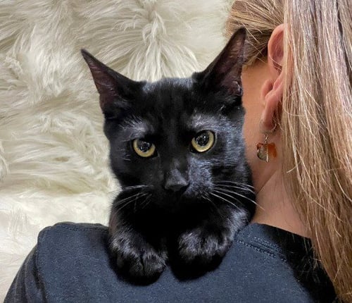 JR - Domestic Short Hair available for adoption