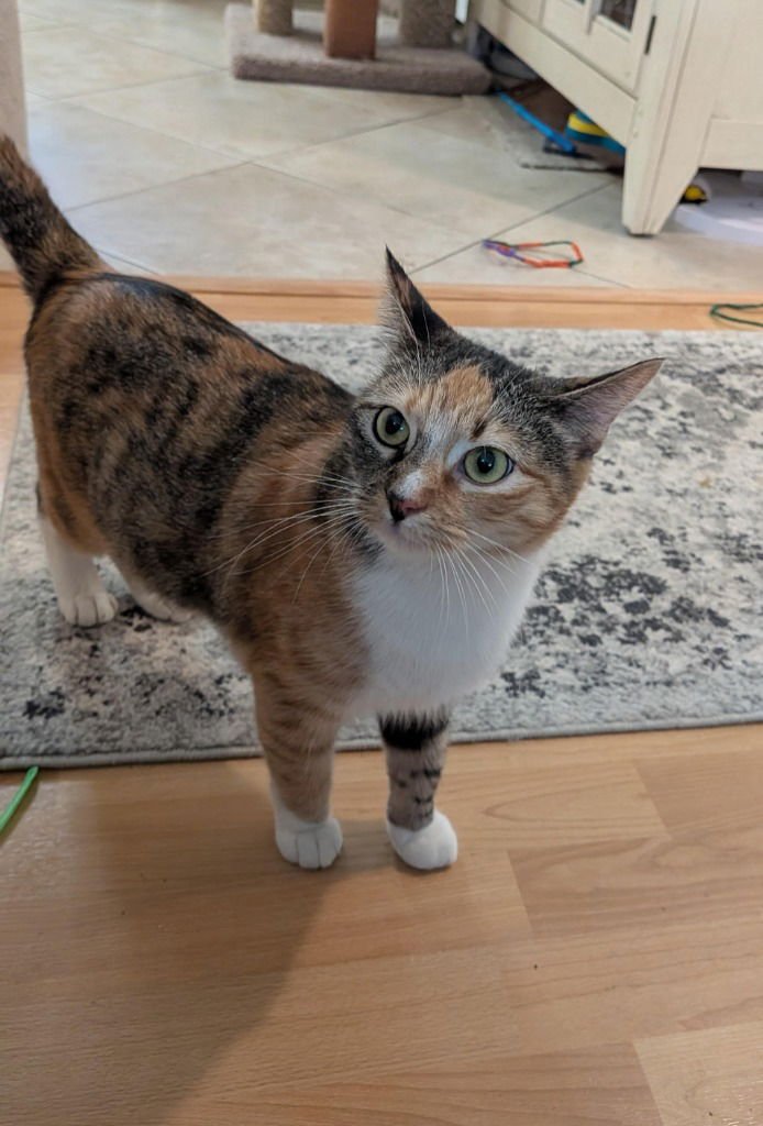 MOLLY - Domestic Long Hair available for adoption