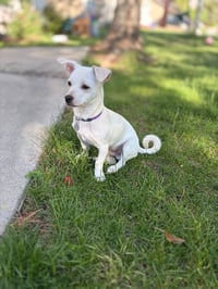 Milo - Photo 1