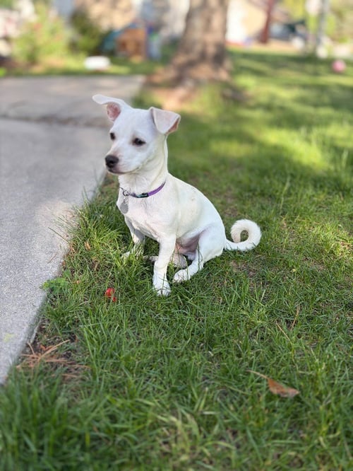 MILO - Chihuahua available for adoption