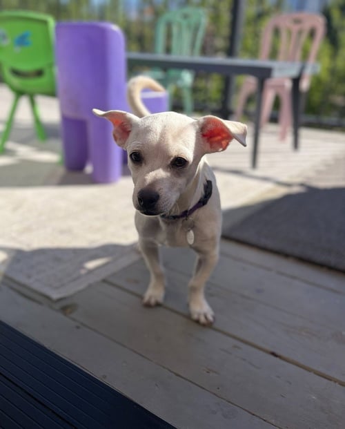 MILO - Chihuahua available for adoption