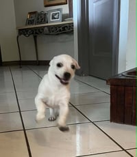 Milo - Photo 3
