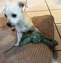 Milo - Photo 4