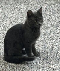 Gorgy - Photo 4
