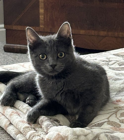 GORGY - Domestic Short Hair available for adoption