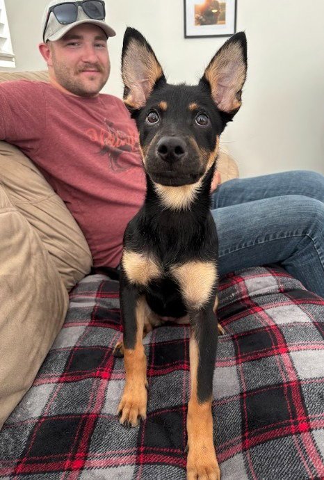 SNUGGLES - Shepherd available for adoption