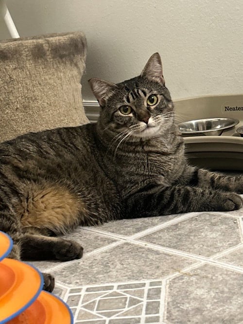 VICTORIA - Domestic Short Hair available for adoption