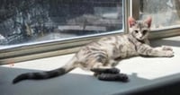 Graycie - Photo 3