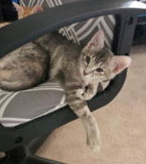 GRAYCIE - Domestic Short Hair available for adoption