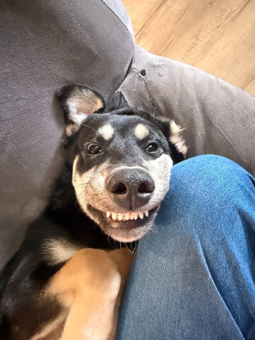 CASSIE - Shepherd available for adoption