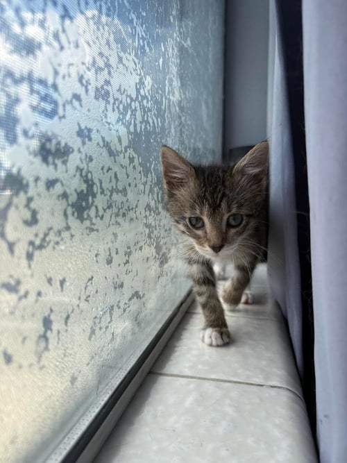 BUCK WILD - Domestic Short Hair available for adoption