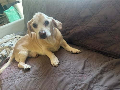 JUNIOR - Beagle available for adoption