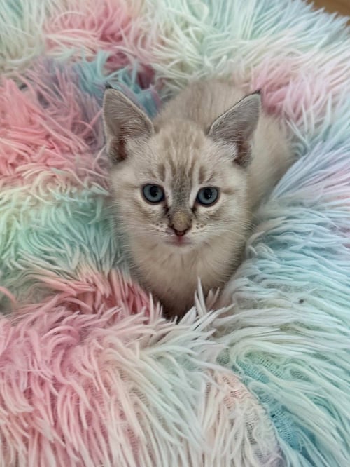 BERNADETTE