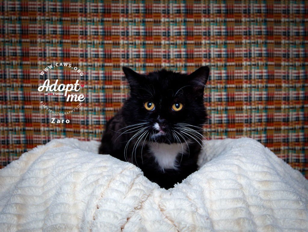 ZARO - Domestic Long Hair available for adoption