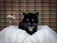 Zaro - Photo 1